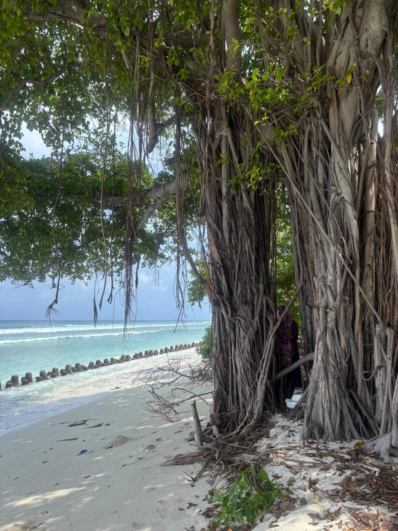 Banyan tree beside the Lakshadweep lagoon and beach